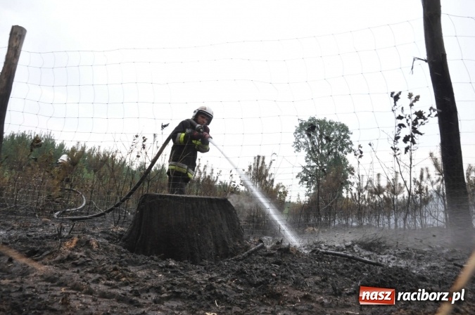 Zdjęcie w galerii na portalu naszraciborz.pl: W lasach wokół Nędzy grasuje podpalacz. Dziś doszło do kolejnego poważnego pożaru wiadomości z regionu