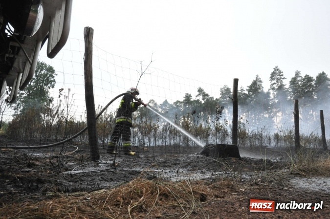 Zdjęcie w galerii na portalu naszraciborz.pl: W lasach wokół Nędzy grasuje podpalacz. Dziś doszło do kolejnego poważnego pożaru wiadomości z regionu