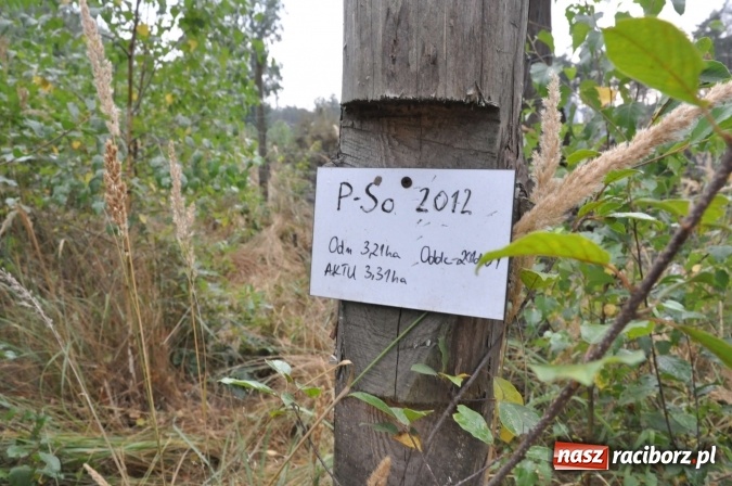 Zdjęcie w galerii na portalu naszraciborz.pl: W lasach wokół Nędzy grasuje podpalacz. Dziś doszło do kolejnego poważnego pożaru wiadomości z regionu