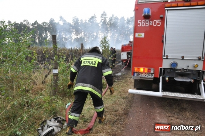 Zdjęcie w galerii na portalu naszraciborz.pl: W lasach wokół Nędzy grasuje podpalacz. Dziś doszło do kolejnego poważnego pożaru wiadomości z regionu