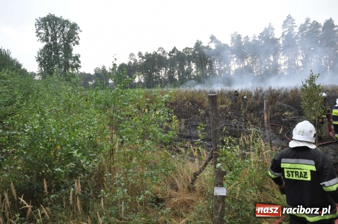 Zdjęcie w galerii na portalu naszraciborz.pl: W lasach wokół Nędzy grasuje podpalacz. Dziś doszło do kolejnego poważnego pożaru wiadomości z regionu