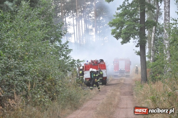 Zdjęcie w galerii na portalu naszraciborz.pl: W lasach wokół Nędzy grasuje podpalacz. Dziś doszło do kolejnego poważnego pożaru wiadomości z regionu