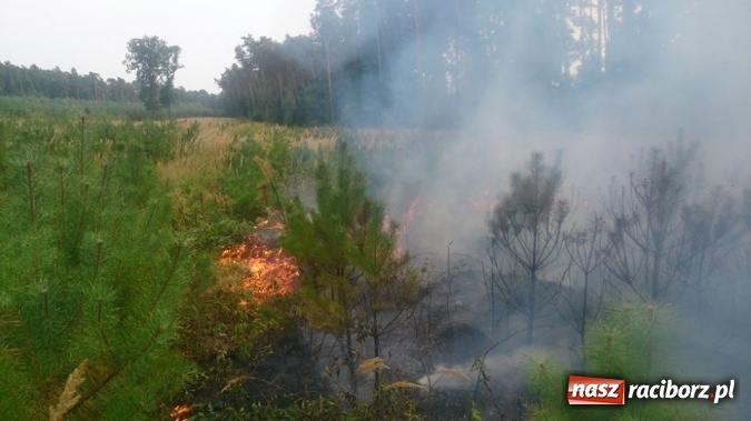 Zdjęcie w galerii na portalu naszraciborz.pl: W lasach wokół Nędzy grasuje podpalacz. Dziś doszło do kolejnego poważnego pożaru wiadomości z regionu
