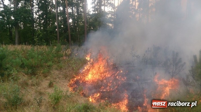 Zdjęcie w galerii na portalu naszraciborz.pl: W lasach wokół Nędzy grasuje podpalacz. Dziś doszło do kolejnego poważnego pożaru wiadomości z regionu