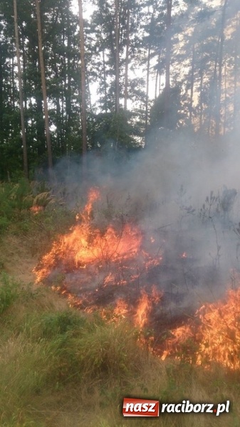 Zdjęcie w galerii na portalu naszraciborz.pl: W lasach wokół Nędzy grasuje podpalacz. Dziś doszło do kolejnego poważnego pożaru wiadomości z regionu