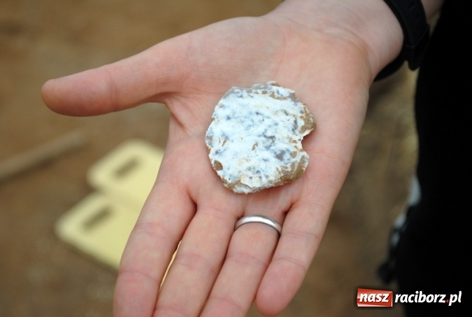 Zdjęcie w galerii na portalu naszraciborz.pl: Gmina Kietrz kolejny raz gości archeologów  wiadomości z regionu