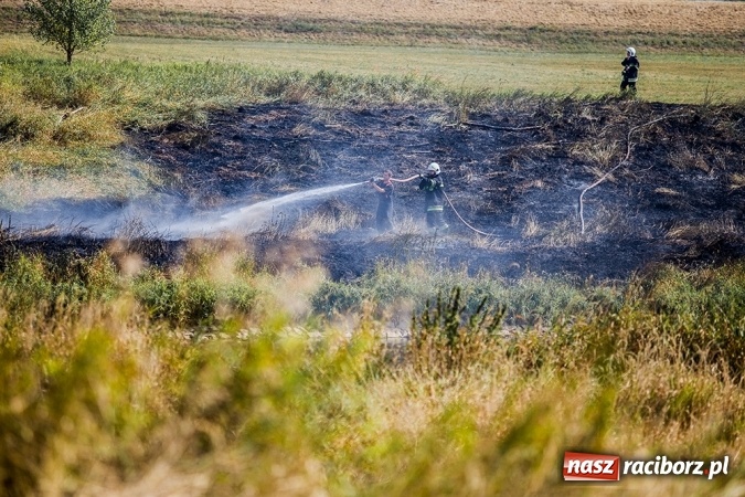 Zdjęcie w galerii na portalu naszraciborz.pl: Podpaleń i pożarów ciąg dalszy. Próba samobójcza - wczorajsze działania strażaków wiadomości z regionu