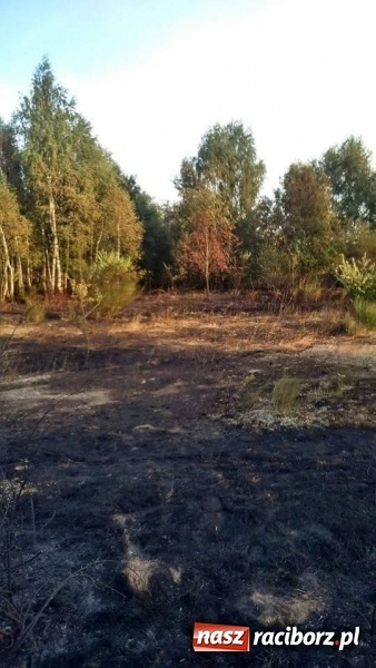 Zdjęcie w galerii na portalu naszraciborz.pl: Najpierw Babice, potem Raszczyce - podpalacz coraz bardziej groźny! wiadomości z regionu