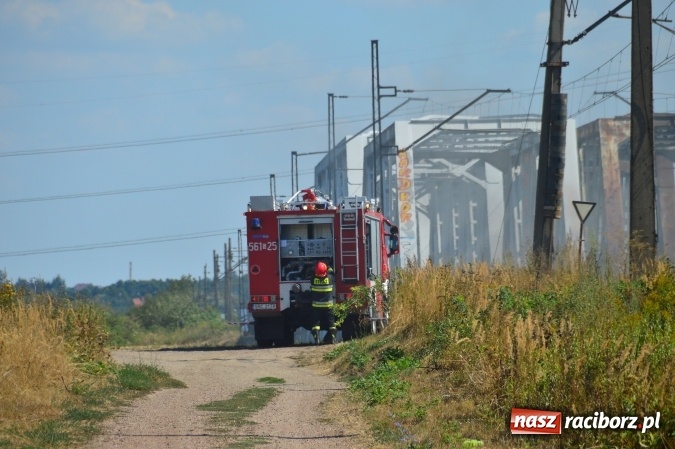 Zdjęcie w galerii na portalu naszraciborz.pl: Weekend strażaków - najwięcej wezwań do usuwania owadów. Oprócz tego m.in. pożary trawy i plamy oleju wiadomości z regionu