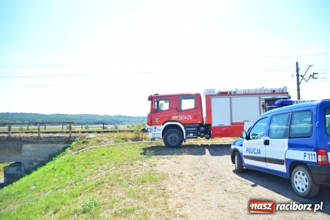 Zdjęcie w galerii na portalu naszraciborz.pl: Weekend strażaków - najwięcej wezwań do usuwania owadów. Oprócz tego m.in. pożary trawy i plamy oleju wiadomości z regionu
