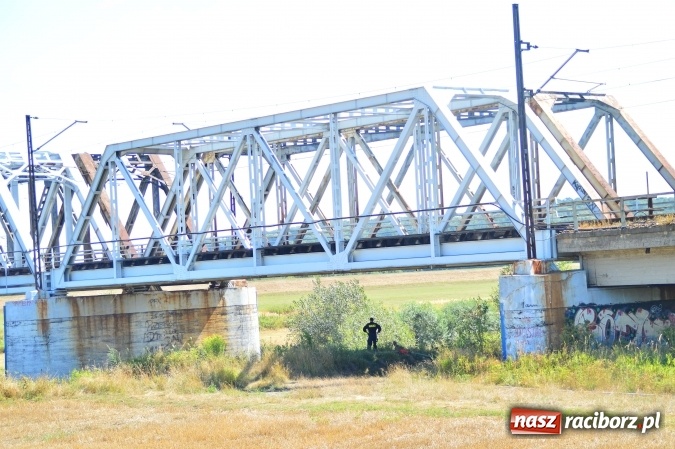 Zdjęcie w galerii na portalu naszraciborz.pl: Weekend strażaków - najwięcej wezwań do usuwania owadów. Oprócz tego m.in. pożary trawy i plamy oleju wiadomości z regionu