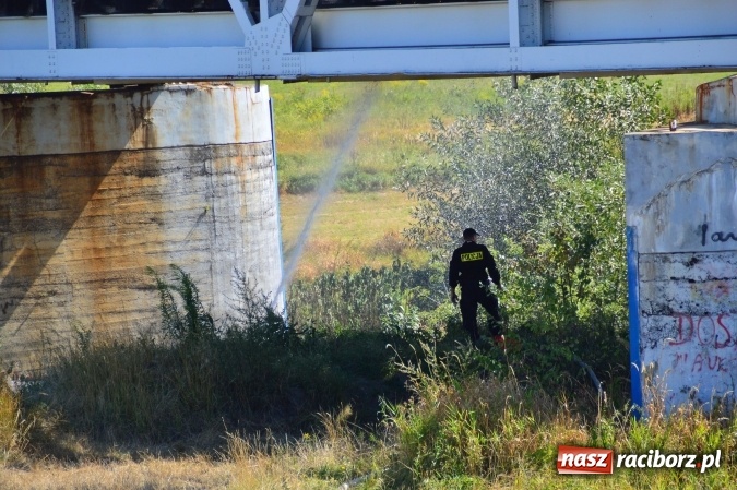 Zdjęcie w galerii na portalu naszraciborz.pl: Weekend strażaków - najwięcej wezwań do usuwania owadów. Oprócz tego m.in. pożary trawy i plamy oleju wiadomości z regionu