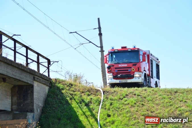 Zdjęcie w galerii na portalu naszraciborz.pl: Weekend strażaków - najwięcej wezwań do usuwania owadów. Oprócz tego m.in. pożary trawy i plamy oleju wiadomości z regionu