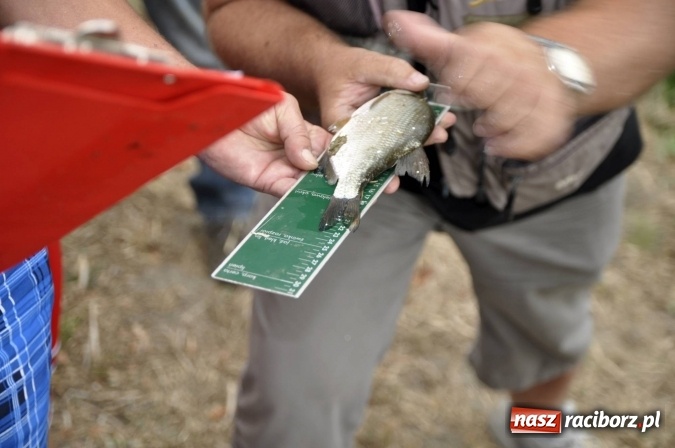 Zdjęcie w galerii na portalu naszraciborz.pl: Najlepsi wędkarze i jedna mała wędkareczka - nagrodzeni wiadomości z regionu