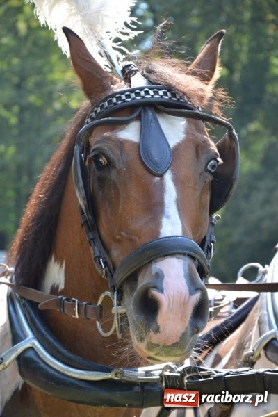Zdjęcie w galerii na portalu naszraciborz.pl: Śladami króla Jana po raz trzeci. Orszak zatrzymał się w Nędzy wiadomości z regionu