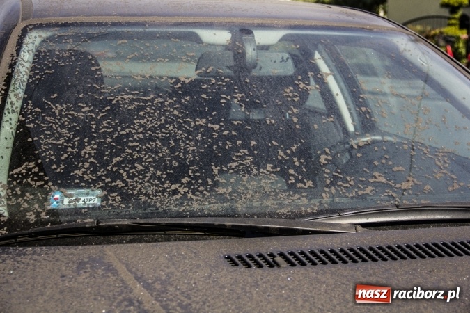 Zdjęcie w galerii na portalu naszraciborz.pl: Rozbiórka starej ciepłowni na Płoni. Ludzie na Fabrycznej toną w pyle i są wściekli wiadomości z regionu