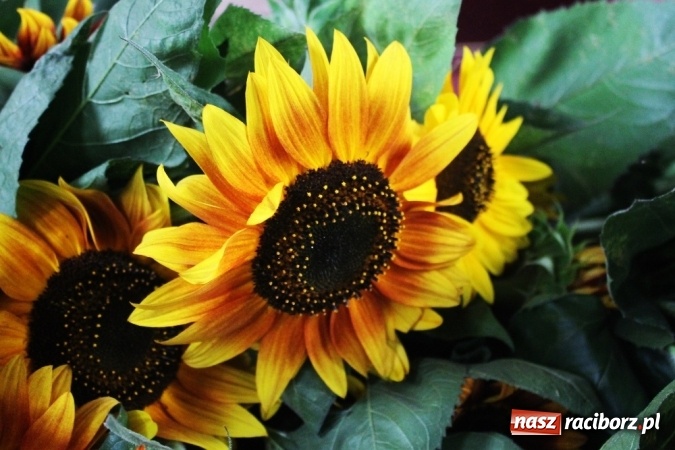 Zdjęcie w galerii na portalu naszraciborz.pl: Dożynki 2015 - w Sławikowie Te Deum za zbiory wiadomości z regionu