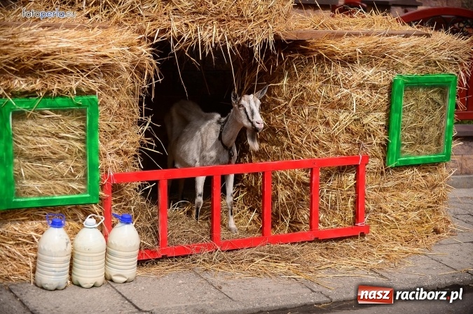 Zdjęcie w galerii na portalu naszraciborz.pl: Dożynki 2015 - krzanowicki korowód w obiektywie studia FotoPerla.eu wiadomości z regionu