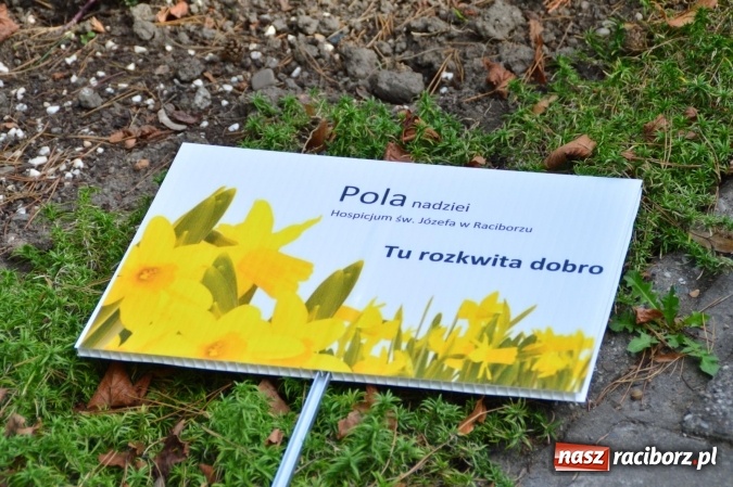 Zdjęcie w galerii na portalu naszraciborz.pl: Dzieci z Zespołu Szk&oacute;ł Specjalnych tworzą pola nadziei wraz z Hospicjum im. św. J&oacute;zefa wiadomości z regionu