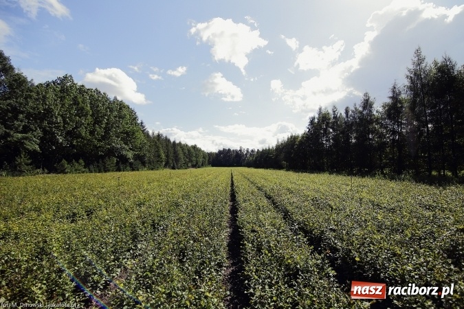 Zdjęcie w galerii na portalu naszraciborz.pl: G&oacute;rny Śląsk zmienia swoje oblicze - śluza i lasy w Rudzińcu wiadomości z regionu