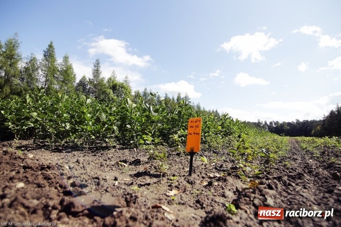 Zdjęcie w galerii na portalu naszraciborz.pl: G&oacute;rny Śląsk zmienia swoje oblicze - śluza i lasy w Rudzińcu wiadomości z regionu