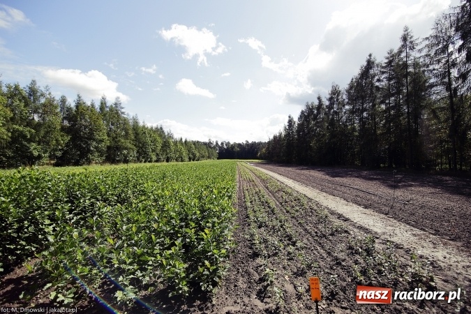 Zdjęcie w galerii na portalu naszraciborz.pl: G&oacute;rny Śląsk zmienia swoje oblicze - śluza i lasy w Rudzińcu wiadomości z regionu