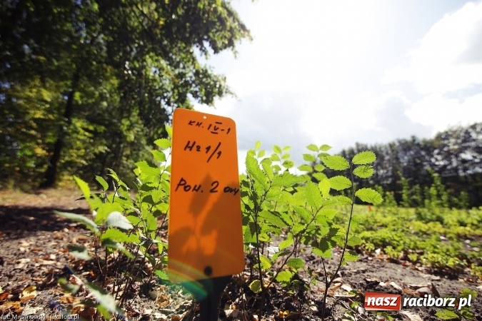 Zdjęcie w galerii na portalu naszraciborz.pl: G&oacute;rny Śląsk zmienia swoje oblicze - śluza i lasy w Rudzińcu wiadomości z regionu