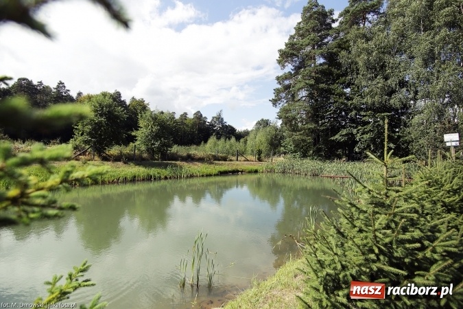 Zdjęcie w galerii na portalu naszraciborz.pl: G&oacute;rny Śląsk zmienia swoje oblicze - śluza i lasy w Rudzińcu wiadomości z regionu
