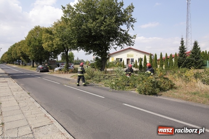 Zdjęcie w galerii na portalu naszraciborz.pl: Gałąź spadła na samochód na Szczecińskiej wiadomości z regionu