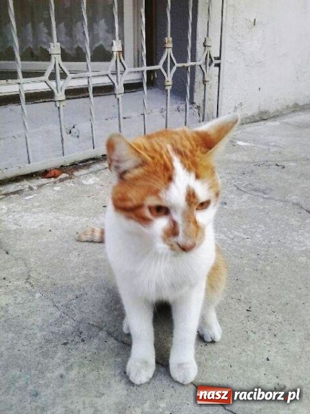 Zdjęcie w galerii na portalu naszraciborz.pl: Znaleziono kotka - poszukiwany właściciel wiadomości z regionu