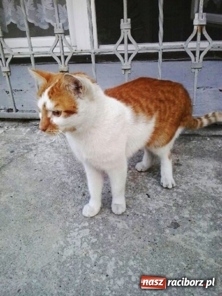 Zdjęcie w galerii na portalu naszraciborz.pl: Znaleziono kotka - poszukiwany właściciel wiadomości z regionu