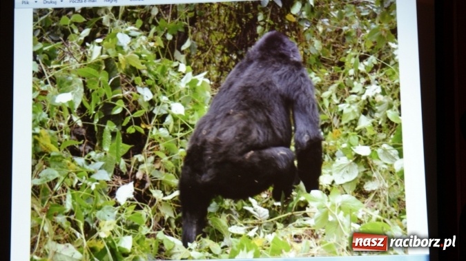 Zdjęcie w galerii na portalu naszraciborz.pl: Sen o Gorylach we mgle wiadomości z regionu
