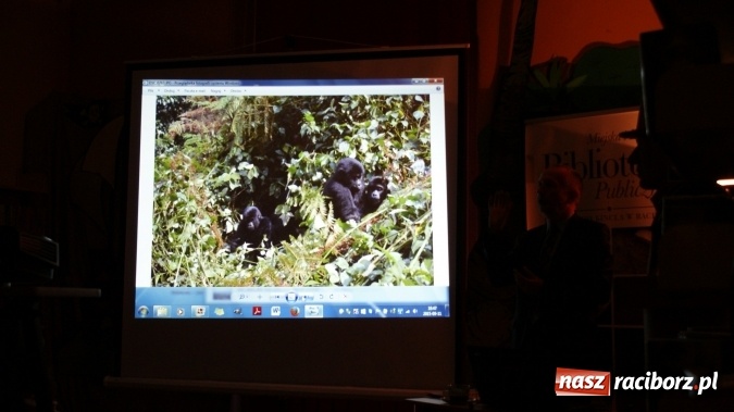 Zdjęcie w galerii na portalu naszraciborz.pl: Sen o Gorylach we mgle wiadomości z regionu