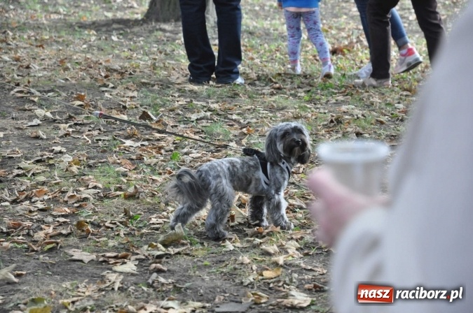 Zdjęcie w galerii na portalu naszraciborz.pl: Bajkowy Park - frekwencja przeszła nasze najśmielsze oczekiwania wiadomości z regionu