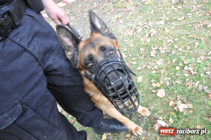 Zdjęcie w galerii na portalu naszraciborz.pl: Bajkowy Park - frekwencja przeszła nasze najśmielsze oczekiwania wiadomości z regionu