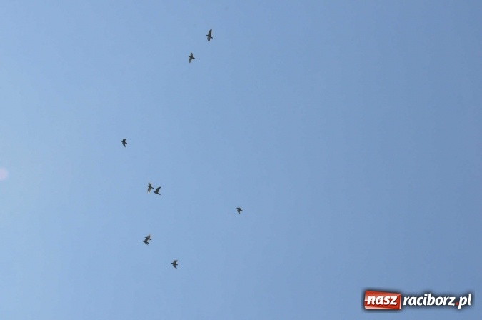 Zdjęcie w galerii na portalu naszraciborz.pl: Raciborskie Air-Show nad Ulgą wiadomości z regionu