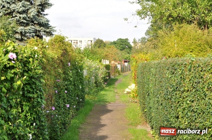 Zdjęcie w galerii na portalu naszraciborz.pl: 105 lat Ogrod&oacute;w Działkowych im. Jana Matejki w Raciborzu wiadomości z regionu