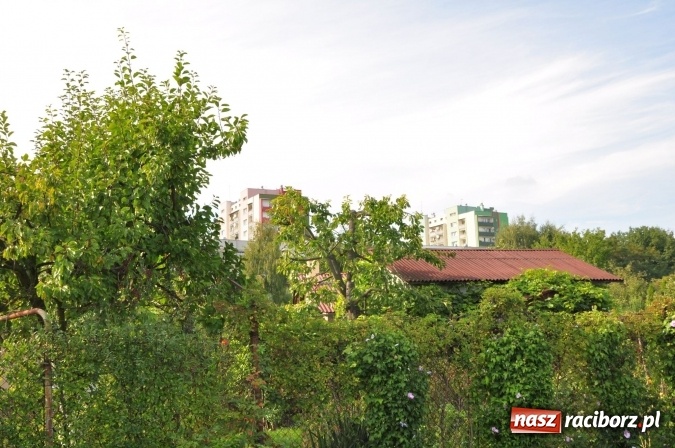 Zdjęcie w galerii na portalu naszraciborz.pl: 105 lat Ogrod&oacute;w Działkowych im. Jana Matejki w Raciborzu wiadomości z regionu