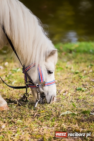 Zdjęcie w galerii na portalu naszraciborz.pl: Śląskie klimaty w Parku Roth wiadomości z regionu