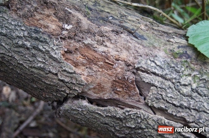 Zdjęcie w galerii na portalu naszraciborz.pl: Ekowycieczka uczniów raciborskiej Szkoły Podstawowej nr 4  wiadomości z regionu