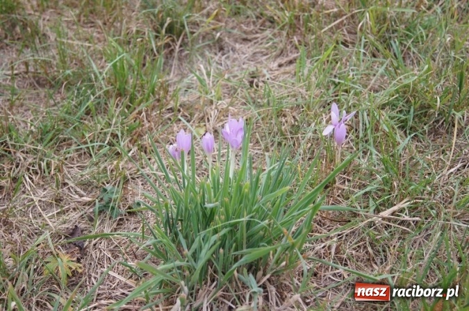 Zdjęcie w galerii na portalu naszraciborz.pl: Ekowycieczka uczniów raciborskiej Szkoły Podstawowej nr 4  wiadomości z regionu