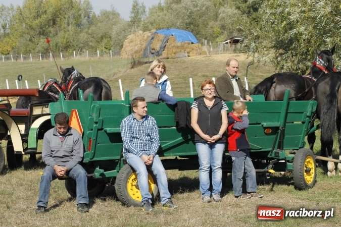 Zdjęcie w galerii na portalu naszraciborz.pl: Piękne amazonki na koniach, czyli Hubertus 2015 na polach na Ostrogu wiadomości z regionu