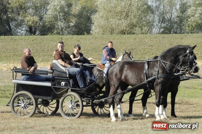 Zdjęcie w galerii na portalu naszraciborz.pl: Piękne amazonki na koniach, czyli Hubertus 2015 na polach na Ostrogu wiadomości z regionu