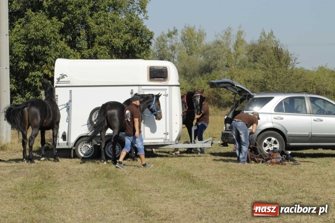 Zdjęcie w galerii na portalu naszraciborz.pl: Piękne amazonki na koniach, czyli Hubertus 2015 na polach na Ostrogu wiadomości z regionu