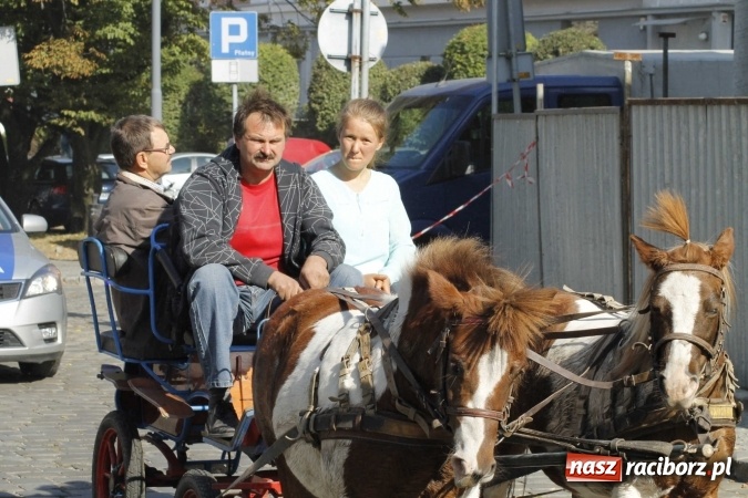 Zdjęcie w galerii na portalu naszraciborz.pl: Piękne amazonki na koniach, czyli Hubertus 2015 na polach na Ostrogu wiadomości z regionu