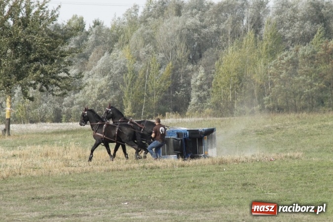 Zdjęcie w galerii na portalu naszraciborz.pl: Piękne amazonki na koniach, czyli Hubertus 2015 na polach na Ostrogu wiadomości z regionu