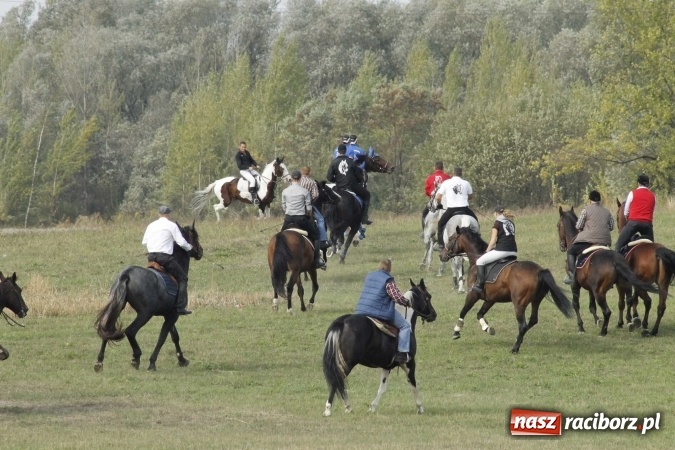 Zdjęcie w galerii na portalu naszraciborz.pl: Piękne amazonki na koniach, czyli Hubertus 2015 na polach na Ostrogu wiadomości z regionu