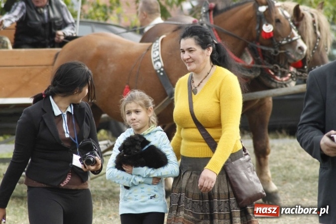 Zdjęcie w galerii na portalu naszraciborz.pl: Piękne amazonki na koniach, czyli Hubertus 2015 na polach na Ostrogu wiadomości z regionu