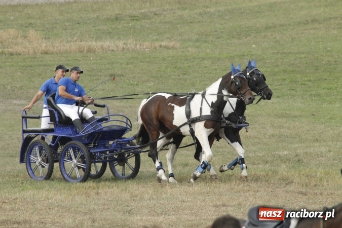 Zdjęcie w galerii na portalu naszraciborz.pl: Piękne amazonki na koniach, czyli Hubertus 2015 na polach na Ostrogu wiadomości z regionu