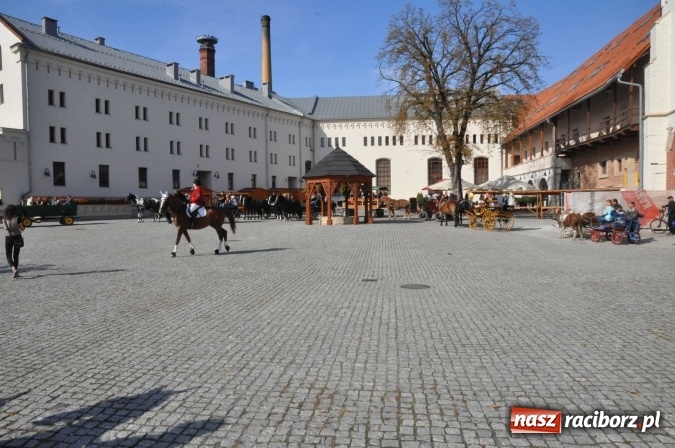 Zdjęcie w galerii na portalu naszraciborz.pl: Piękne amazonki na koniach, czyli Hubertus 2015 na polach na Ostrogu wiadomości z regionu
